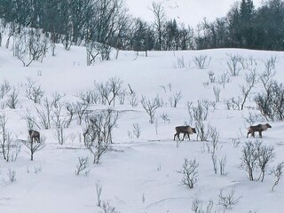 Vakantiehuis Rolla (Troms)  29