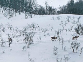 Casa per le vacanze Rolla (Troms)  49