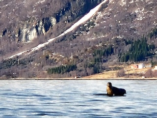 Ferienhaus Rolla (Troms)  31