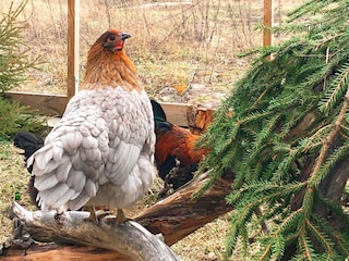 Maison de vacances Flen  27