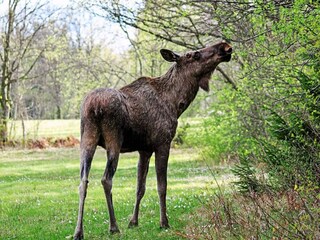 Maison de vacances Uddevalla  15