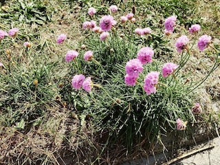 Ferienhaus Thorsminde  36