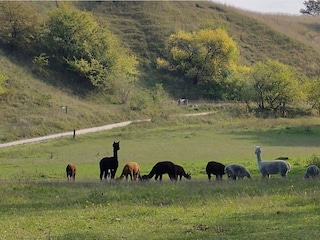 Ferienhaus Østby  14