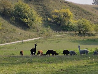 Holiday house Østby  11
