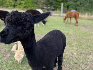 Ferienhaus Østby  22