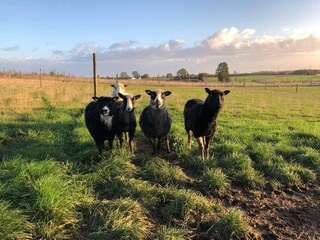 Holiday house Østby  34