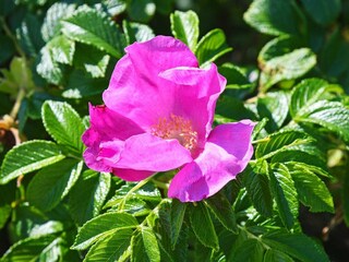 Ferienhaus Thyholm Außenaufnahme 12