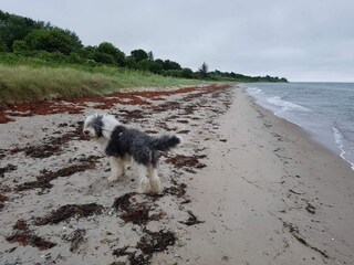 Ferienhaus Odder  34