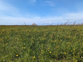 Ferienhaus Gedser  33