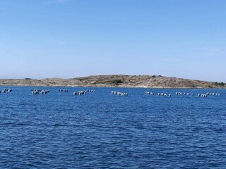 Vakantiehuis Ellös  14