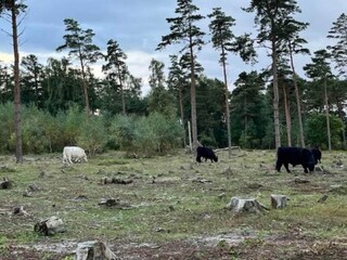 Vakantiehuis Hejlsminde Buitenaudio-opname 12