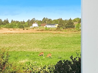 Holiday house Kongsmark  11