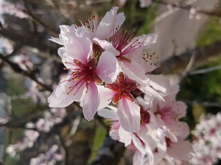 Mandelblüten