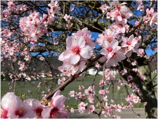 Mandelblüte