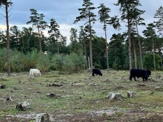 Ferienhaus Dannemare Außenaufnahme 22