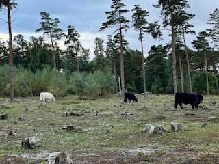 Holiday house Dannemare Outdoor Recording 5