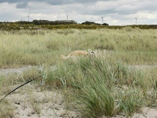 Maison de vacances Dannemare  21