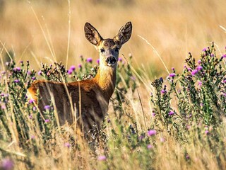 Ferienhaus Unnaryd  7