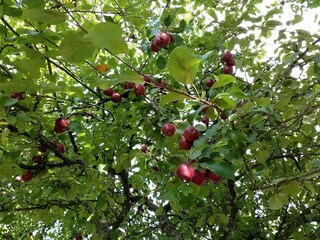 Ferienhaus Sæby  12
