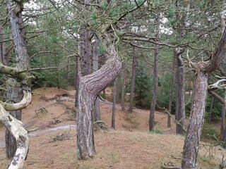 Vakantiehuis Blåvand  47