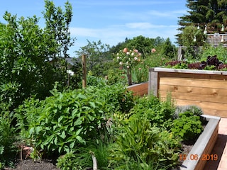 Blick in den Garten