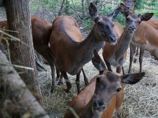 Appartamento per vacanze Meran Ambiente 16