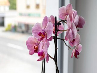 Apartamento Kötschach-Mauthen  21