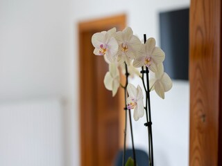 Appartement Kötschach-Mauthen  25