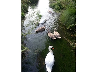 Schwanfamilie im Schambach