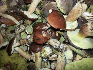 Fette Beute! Schwammerl