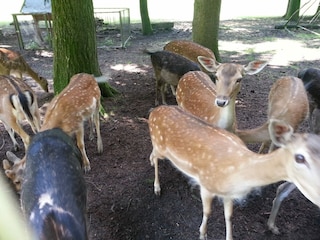 Gehege bei Apertshofen