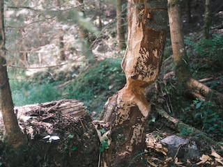 Biber in der Rötenbachschlucht