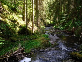 Wandern im Schwarzwald