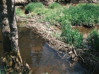 Biber in der Rötenbachschlucht