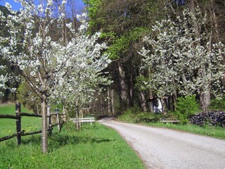 Appartamento per vacanze Hippach Ambiente 18