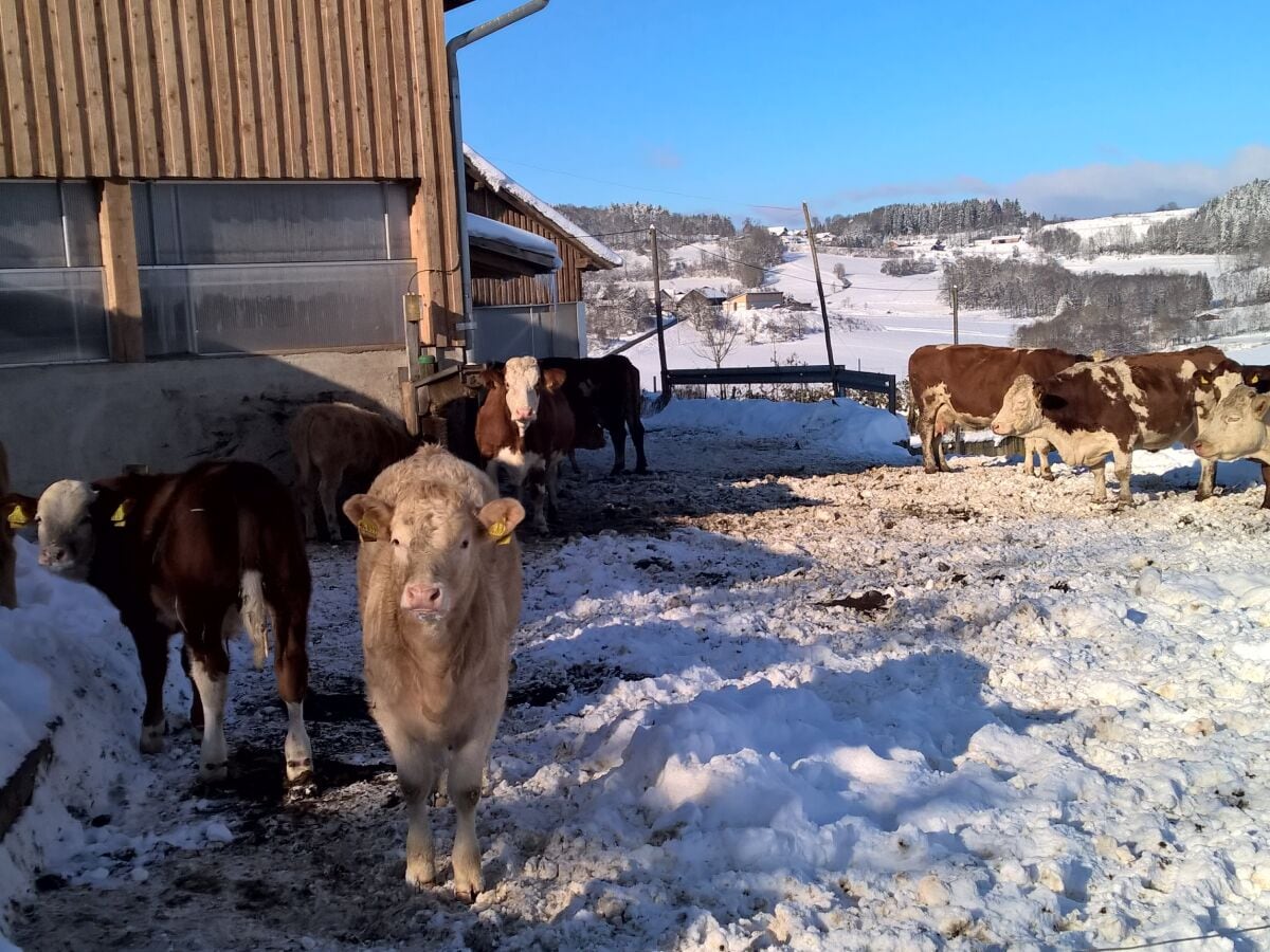 Auch unsere Rinder lieben den Winter