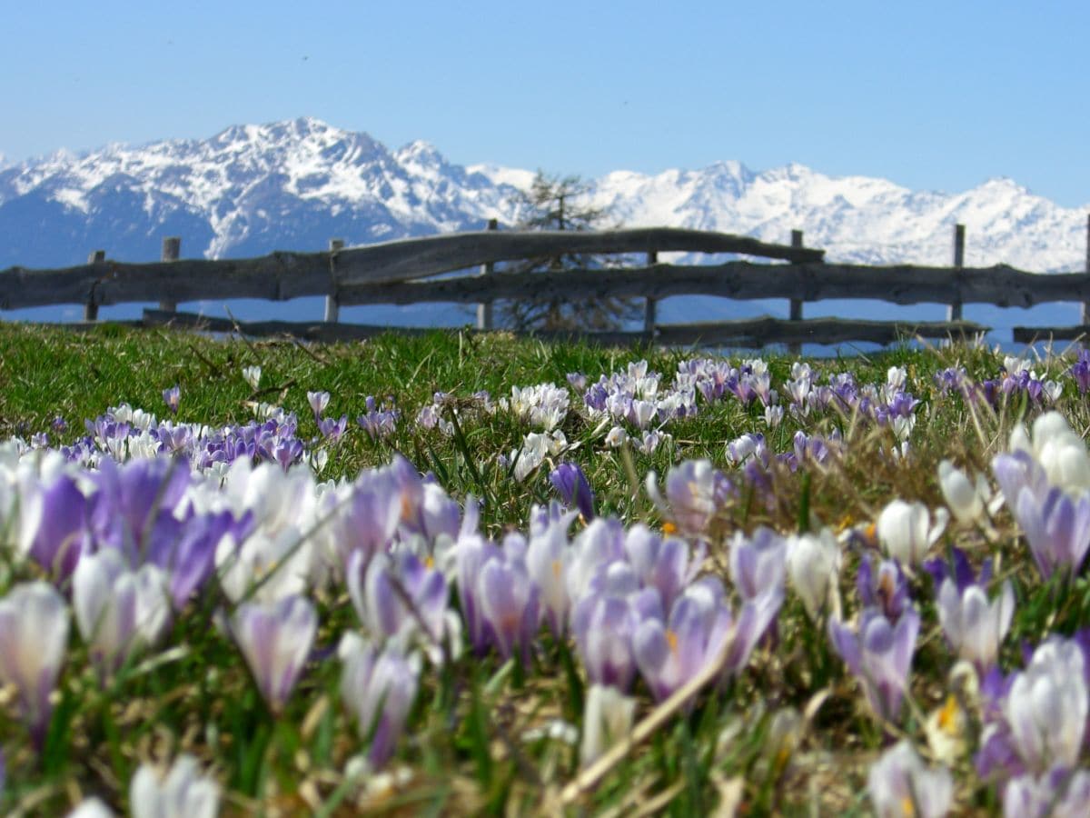 Frühling ist Krokusblütenzeit