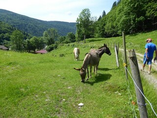 Appartement Brandenberg (Schwarzwald) Environnement 33
