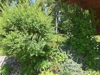 Apartment Schöfweg Außenaufnahme 7