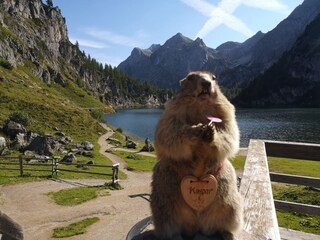 Appartamento per vacanze Kleinarl Registrazione all'aperto 7