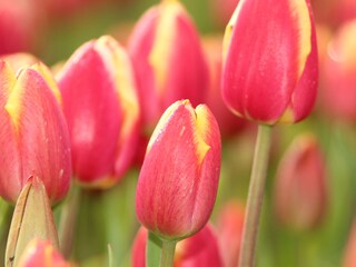 Tulip fields in the region