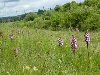 Orichdeenwiese in Bad Münstereifel - Eschweiler