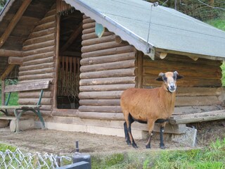 Unser Kamerunschaf