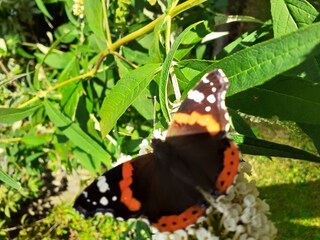 Ein wunderschöner Gast im Garten