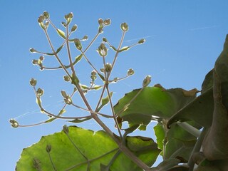 Villa Sant Josep de sa Talaia Registrazione all'aperto 10