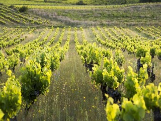 Ferienhaus Pailhès Umgebung 37