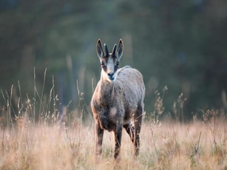 Chalet La Bresse Umgebung 34