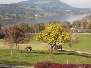 Appartamento per vacanze Zell am Moos Ambiente 19
