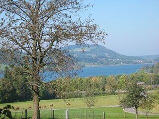 Appartamento per vacanze Zell am Moos Ambiente 15