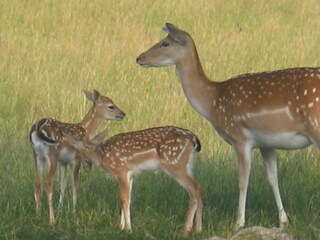 Holiday house Hebertsfelden Environment 29